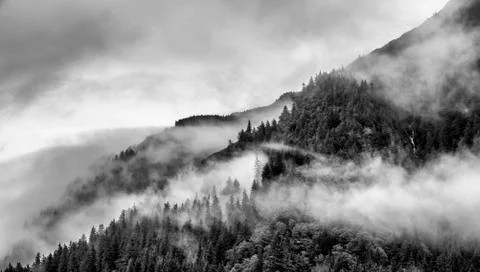 Fog on mountain top with pine tree Фото