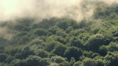 Fog on mountain woods. Early spring. Stock Footage 55723752