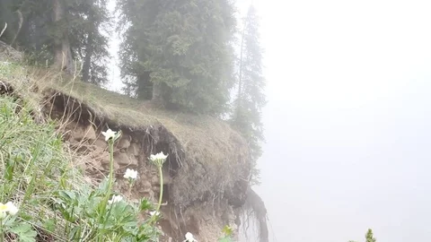 Fog in mountainous terrain quickly spreading among spruce trees Video stock 71966981