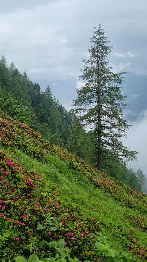 Fog in the mountains after rain, beautiful flowers and landscapes.  Stock Footage 284658645
