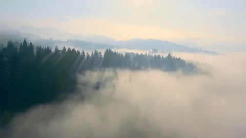 Fog mountains forest morning sunrise clouds aerial nature Stock Footage 136701662