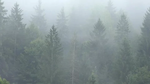 Fog in Mountains, Raining in Forest, Smoke, Mystical View, Foggy in Alpines Stock-Footage 346678331