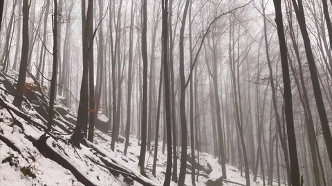 Fog movement in the forest, in winter, time lapse Stock Footage 84975716