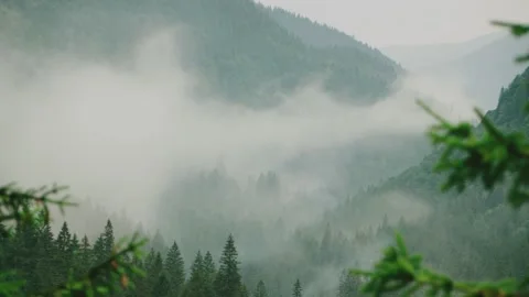 Fog moves through a forest valley in the morning light with green trees surround Stock Footage 343843421