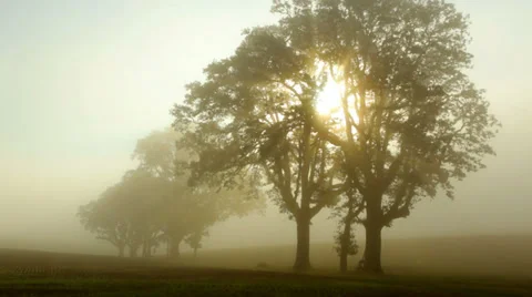 Fog moves through trees at sunrise, timelapse Stock Footage