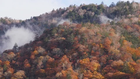 Fog moving along autumn tree on mountain in nature landscape Stock Footage 113202192