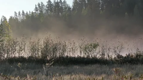 Fog moving behind reeds in soft morning light in Finland Stock Footage 54553506