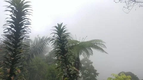 Fog moving between trees and leaves in aerial view. Rainy weather Stock Footage 277071832