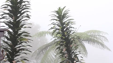 Fog moving between trees and leaves in aerial view. Rainy weather in mounta.. Stock Footage 277072463