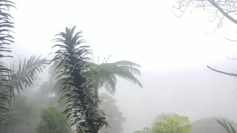 Fog moving between trees and leaves in aerial view. Rainy weather in mounta.. Stock Footage 277072501