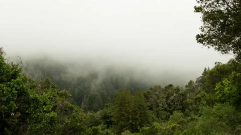 Fog moving in front of a mountain forest Stock Footage 154917472