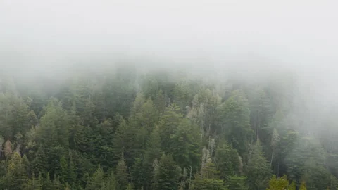 Fog moving in front of a mountain forest Stock Footage 154918337
