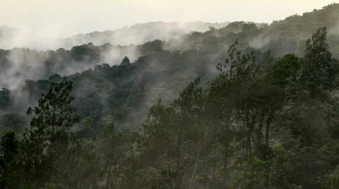 Fog moving over tropical rainforest Stock Footage