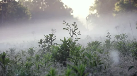 Fog moving slowly over dew covered meadow 4k Stock Footage 50937626