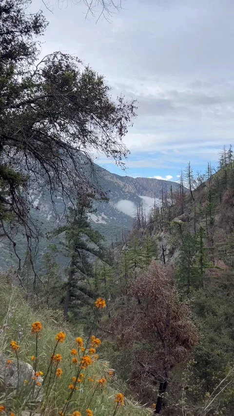 Fog Moving Through Mountain Valley – Bear Canyon Mount Baldy Hiking Stock Footage 333718159