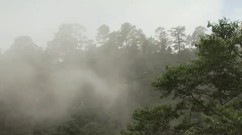 Fog Moving Through the Rain Forest Video stock 19319989