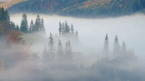 Fog moving time lapse in mountain Autumn forest Stock Footage 97956903