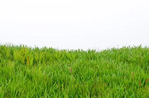 Fog in Newfoundland Stock Photos