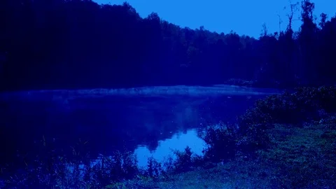 Fog in Night Forest Stock Footage 83573089