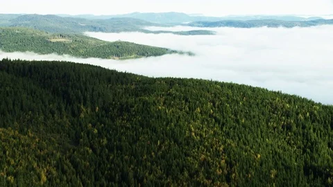 Fog in Norway Stock Footage 81417702