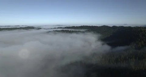 Fog Ocean Forest 库存影片 117366243