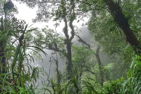 Fog or mist because of high altitude in very dense and lush jungle Rajabasa Stock Photos