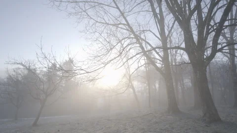 Fog Or Mist In Forest Sunrise Sun Rise Morning Light Rays Spiritual Or Holy Stock Footage 264612881