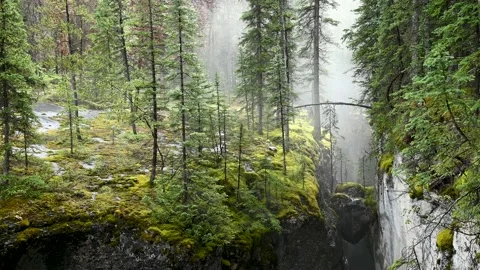 Fog or mist from a hidden river moves through a lush green forest Stock Footage 139285747