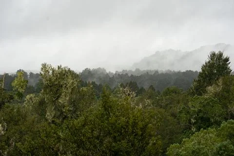 Fog over an ancient podocarp forest in the North Island of New Zealand Stock Photos