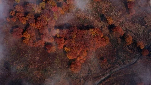 Fog over the autumn forest Stock Footage 118693765
