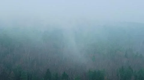 Fog over autumn trees without foliage before winter, Halloween background tim Stock Photos