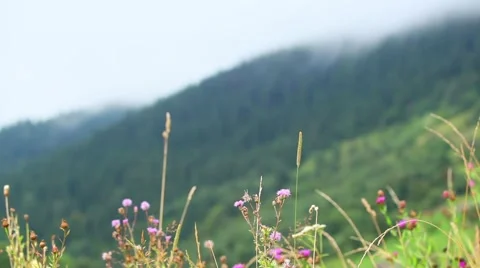 Fog over the Carpathian Mountains, Ukraine Stock Footage 64882753