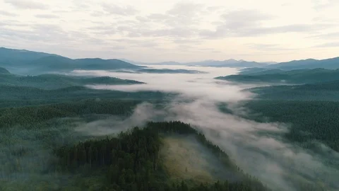 Fog over coniferous forest in the mountains Stock Footage 118629413