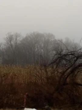 Fog over cornfield Stock Photos