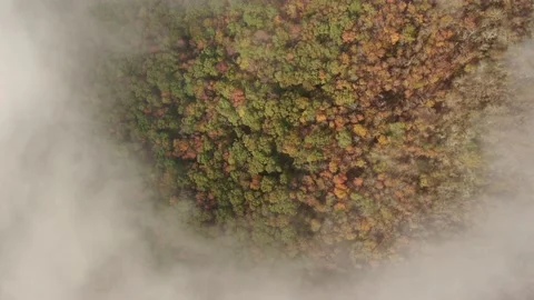 Fog over fall foilage Stock Footage 143229946