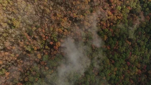 Fog over fall Stock Footage 142587386