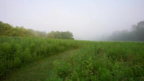 Fog over field in early Summer Stock Footage 243524103