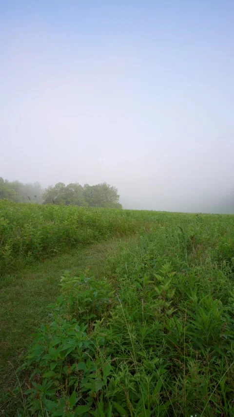 Fog over field in early Summer Vertical Stock Footage 243529183