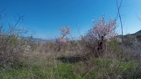 Fog over flowering almond trees, in a mountain valley Stock Footage 89730380