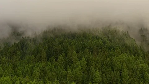 Fog over forest after rain - ecology Stock Footage 76827808