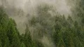 fog over forest after rain close ecology 4k or 4k+ Resolution