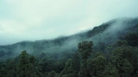 Fog over forest and mountain under mist the morning, fast speed Stock Footage 141184360