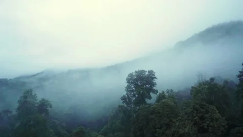 Fog over forest and mountain under mist the morning landscape Stock Footage 141184646
