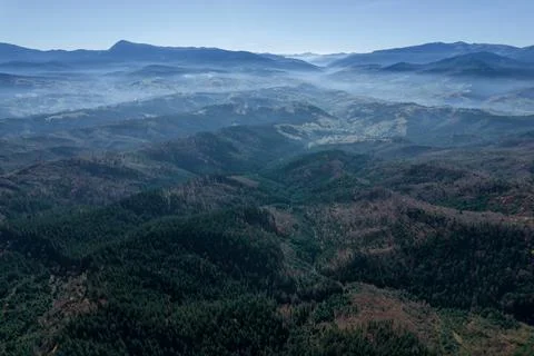 Fog over the forest, Autumn pine forest top view. Stock Photos