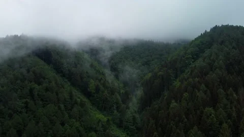 Fog Over the Forest. Flight over the forest shrouded in fog after the rain. Stock Footage 197046786