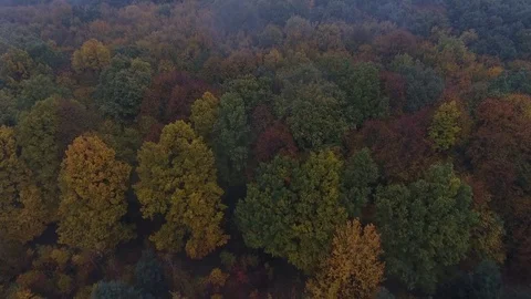 Fog over a forest in fog Stock Footage 78937262