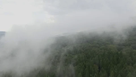 Fog Over the Forest Vídeos de archivo 70616733