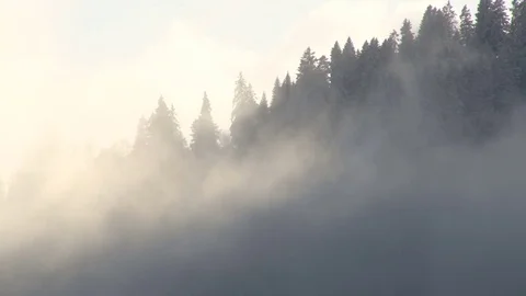 Fog over forest Stock Footage 74073304