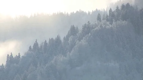 Fog over forest Video stock 74073316