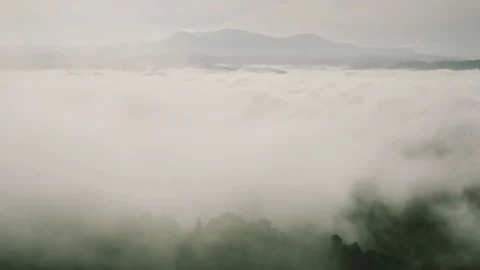 Fog over forest Stock Footage 79668850